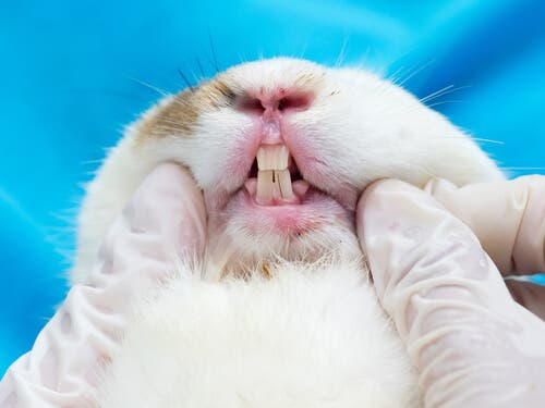 Dentes do coelho: o que saber