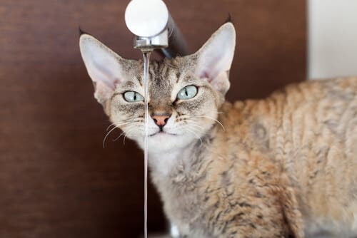 A educação do gato Devon rex