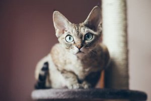 A educação do gato Devon rex
