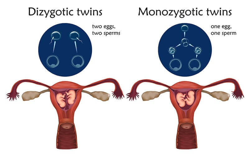 a clonagem de animais de estimação
