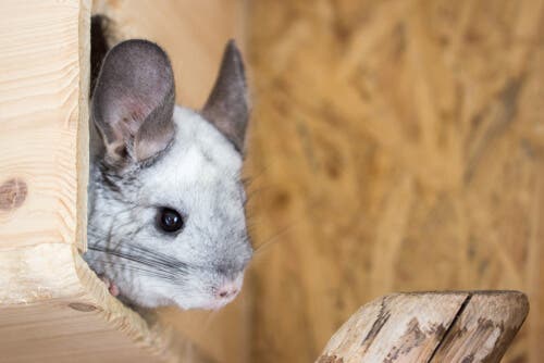 problemas digestivos em roedores