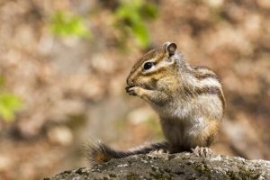 Quais são as doenças do esquilo-da-sibéria?