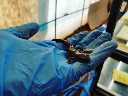 Doenças que os répteis podem transmitir aos seres humanos