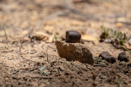 Curiosidades sobre os wombats