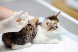 Fibrossarcoma felino: tratamento e cuidados