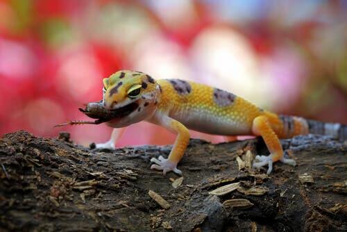 Geckos: alimentação e características