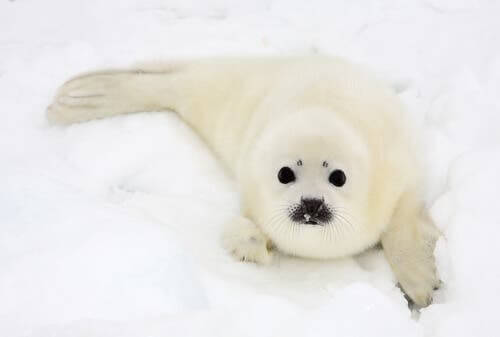 animais que habitam o Ártico