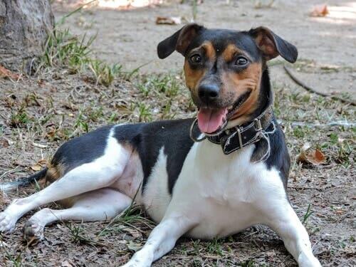 Características do terrier brasileiro