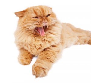 Meu gato está babando: por que e o que fazer?