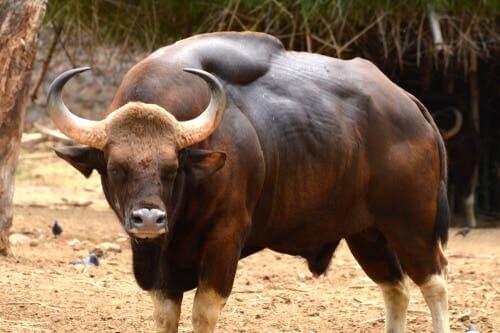 O gauro: conservação e habitat