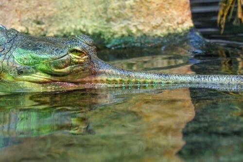 O gavial ou crocodilo de focinho estreito