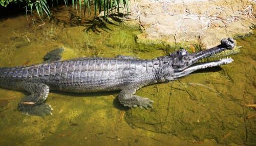 O gavial ou crocodilo de focinho estreito