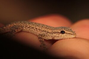 Geckos: alimentação e características