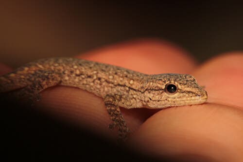 Geckos: alimentação e características