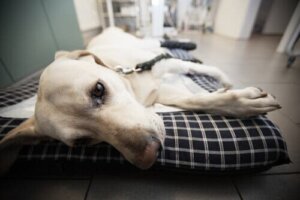 Hepatite infecciosa canina: sintomas e causas