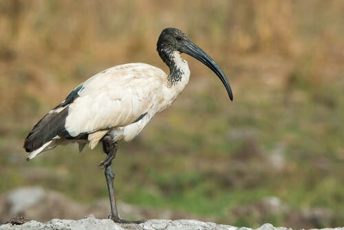 ibis-sagrado-animais.jpg