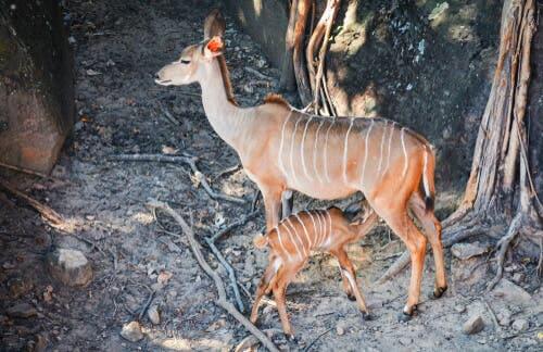 A inhala: habitat e alimentação - Meus Animais