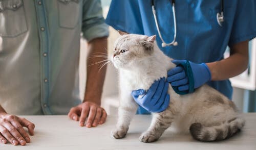 Levar o gato ao veterinário é essencial