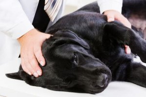 Doença de Addison em cães: sintomas e tratamento