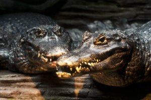 O jacaré-açu: informações e características