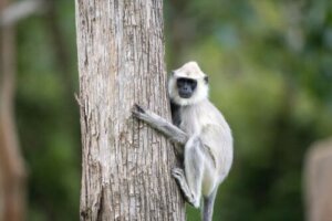Características do langur cinza