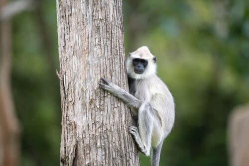 Características do langur cinza