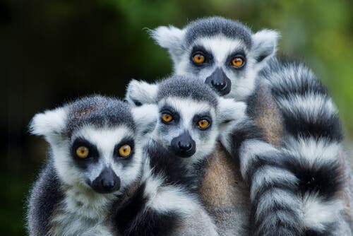 Lêmure-de-cauda-anelada: características, comportamento e habitat