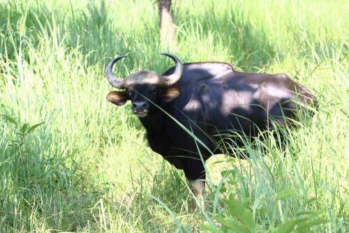 Localização geográfica do gauro