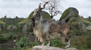 O markhor: a cabra com grandes chifres