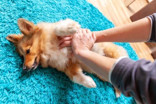 Como fazer uma massagem cardíaca em um cachorro?