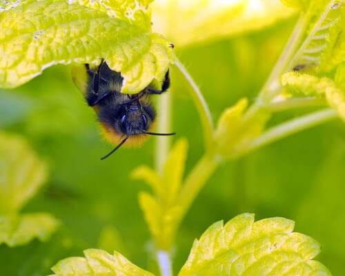 Flores que atraem as abelhas: melissa