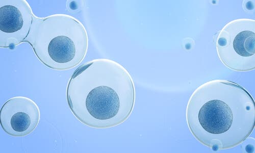 a clonagem de animais de estimação