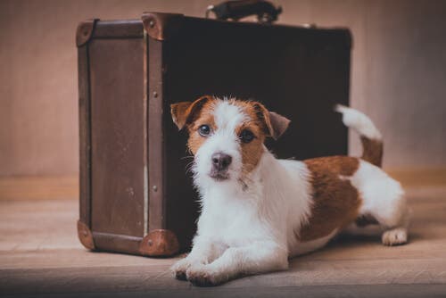 Mudar de casa com animais de estimação: tudo o que você precisa saber