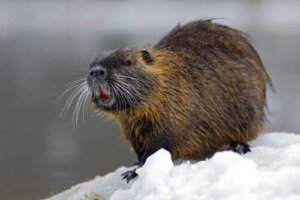 Ratão-do-banhado (Myocastor coypus): local de origem e alimentação