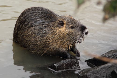 Myocastor coypus