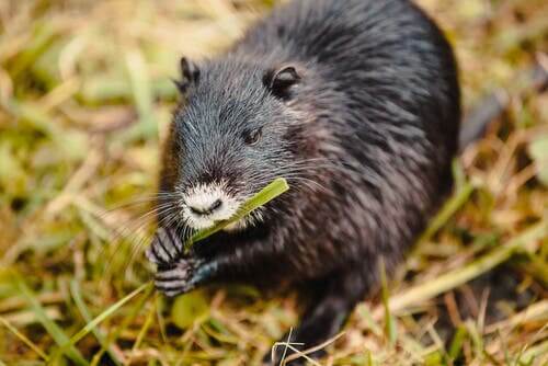Myocastor coypus