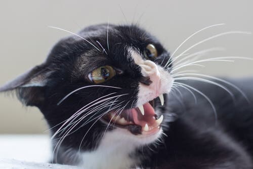 Coisas que o seu gato odeia