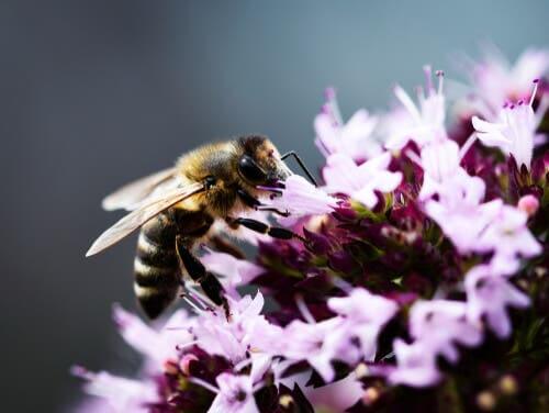 Flores que atraem as abelhas: orégano