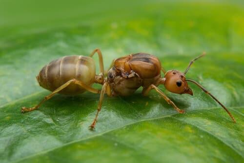 O papel da formiga-rainha nas colônias