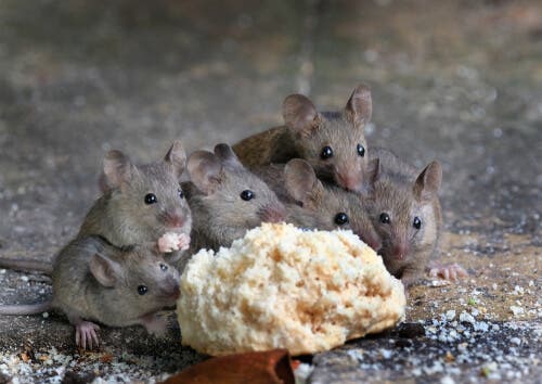 Os parasitas mais comuns em roedores