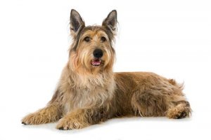 Pastor da Picardia: alimentação e personalidade