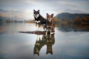 Pastor finlandês da Lapônia: descrição e características