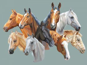 Cores da pelagem do cavalo