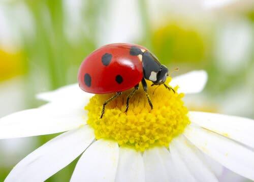Benefícios dos pequenos insetos para o jardim