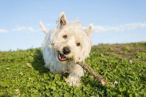 Personalidade do westie