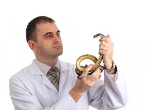 Doenças que os répteis podem transmitir aos seres humanos