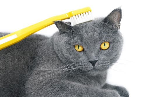 A saúde do gato de pelo curto inglês
