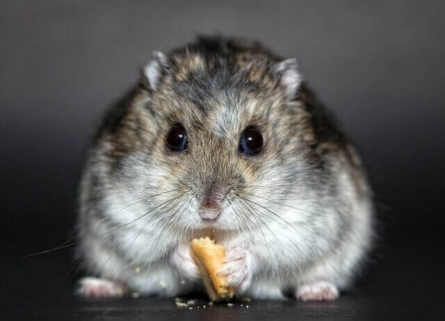 Problemas digestivos em roedores: o que fazer?