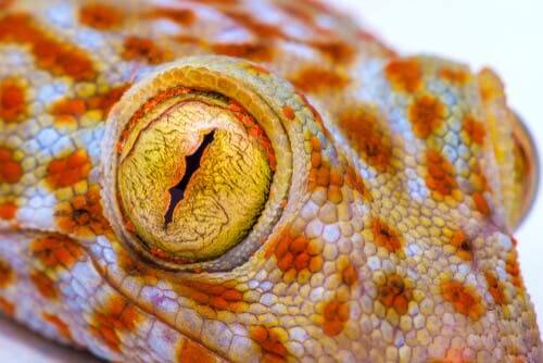 Geckos: alimentação e características