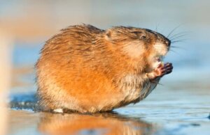O rato-almiscarado: reprodução e comportamento